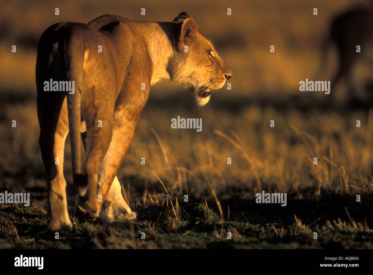 Africa Kenya Masai Mara Game Reserve Lioness Panthera leo surveys ...