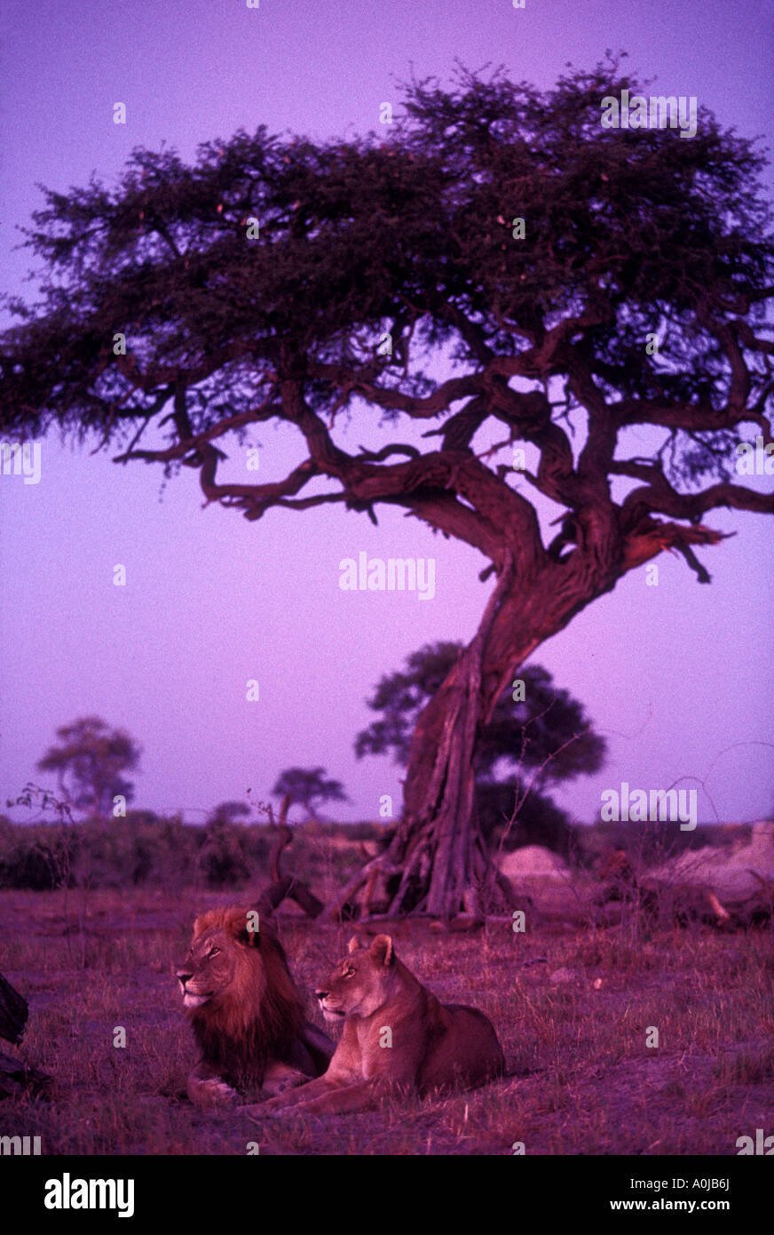 Africa Botswana Chobe National Park Mating pair of Lion and Lioness ...