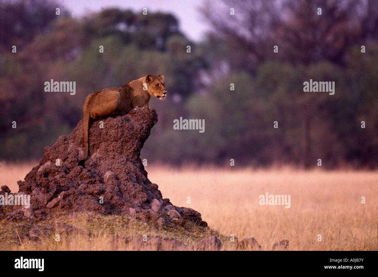 Africa Botswana Moremi Game Reserve Lioness Panthera leo rests atop ...
