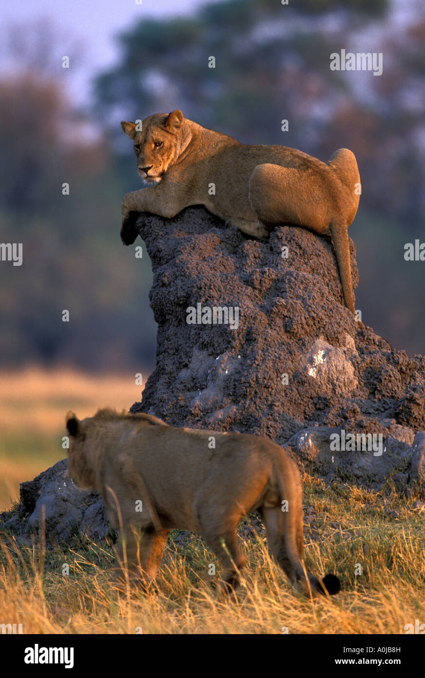 Africa Botswana Moremi Game Reserve Lioness Panthera leo rests atop ...
