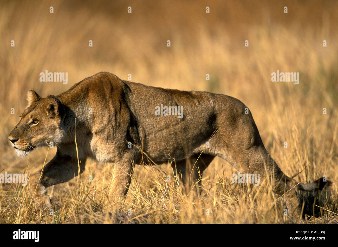 Africa Botswana Moremi Game Reserve Lioness Panthera leo walks through ...