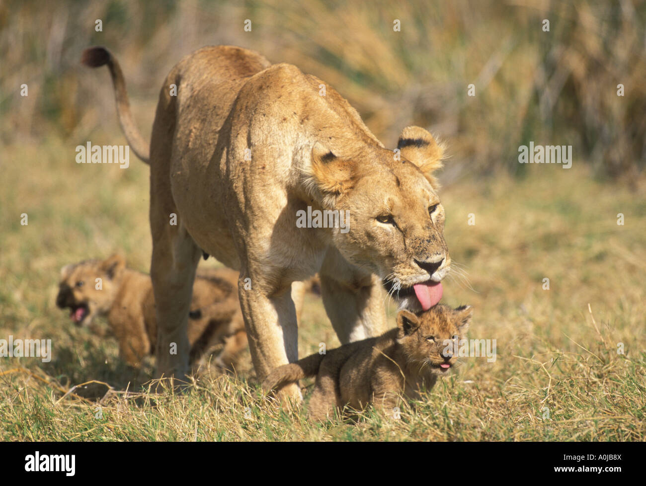Tanzania Ngorongoro Conservation Area Lioness Panthera leo walking with ...