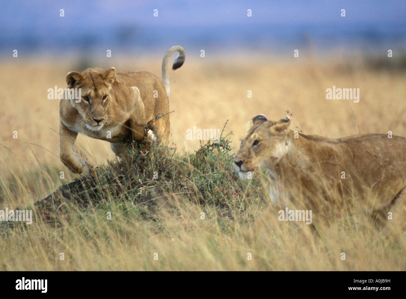 Africa Kenya Masai Mara Game Reserve Adult Female Lioness Panthera leo ...