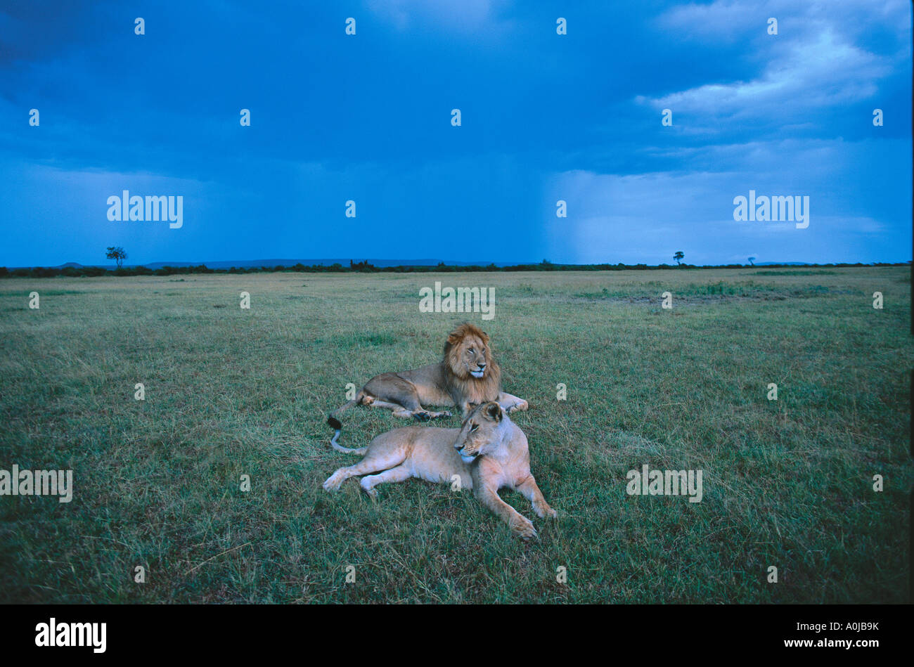 Kenya Masai Mara Game Reserve Lion and Lioness Panthera leo rest on ...