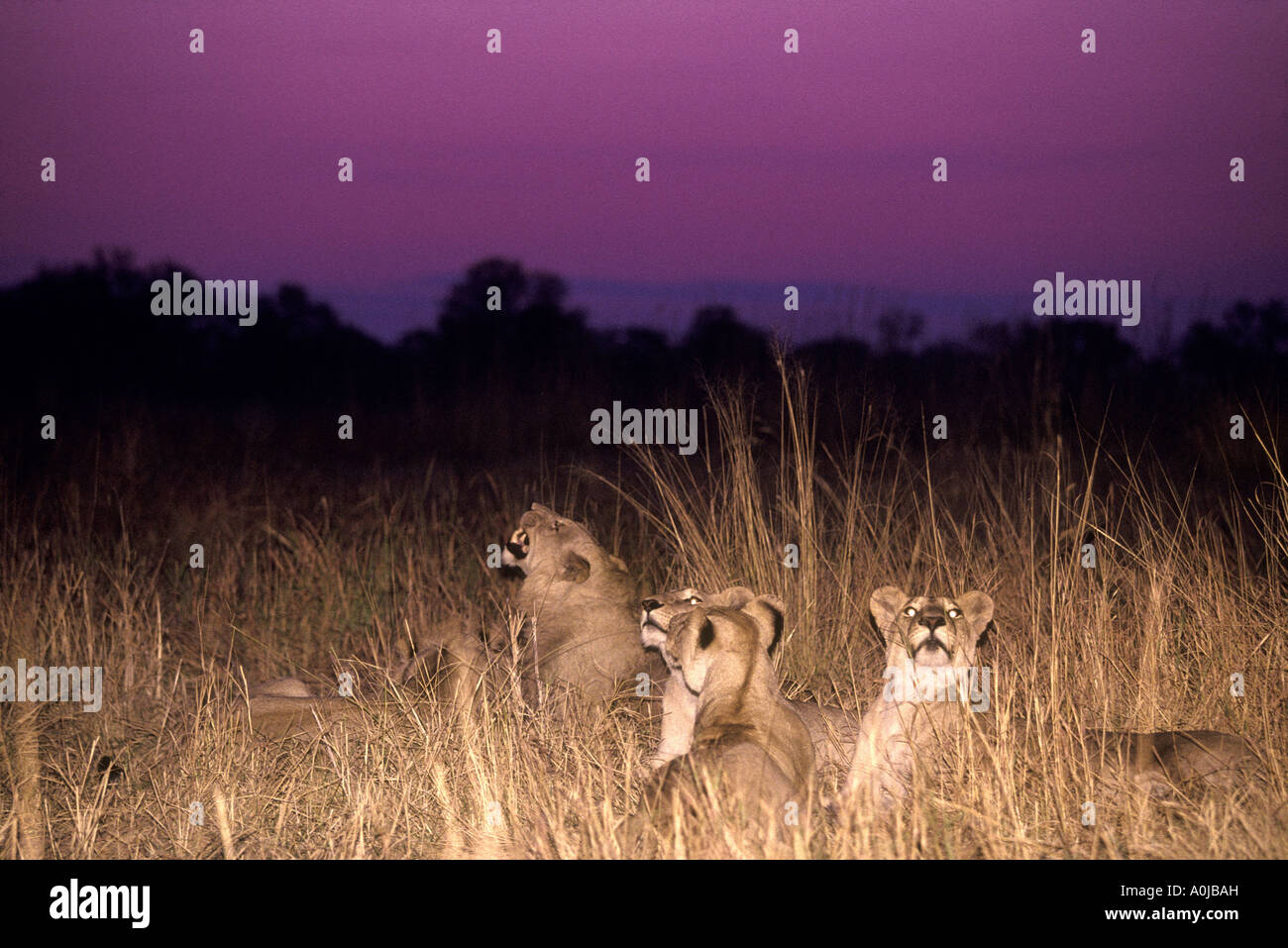 Botswana Moremi Game Reserve Lion pride Panthera leo rests in tall ...