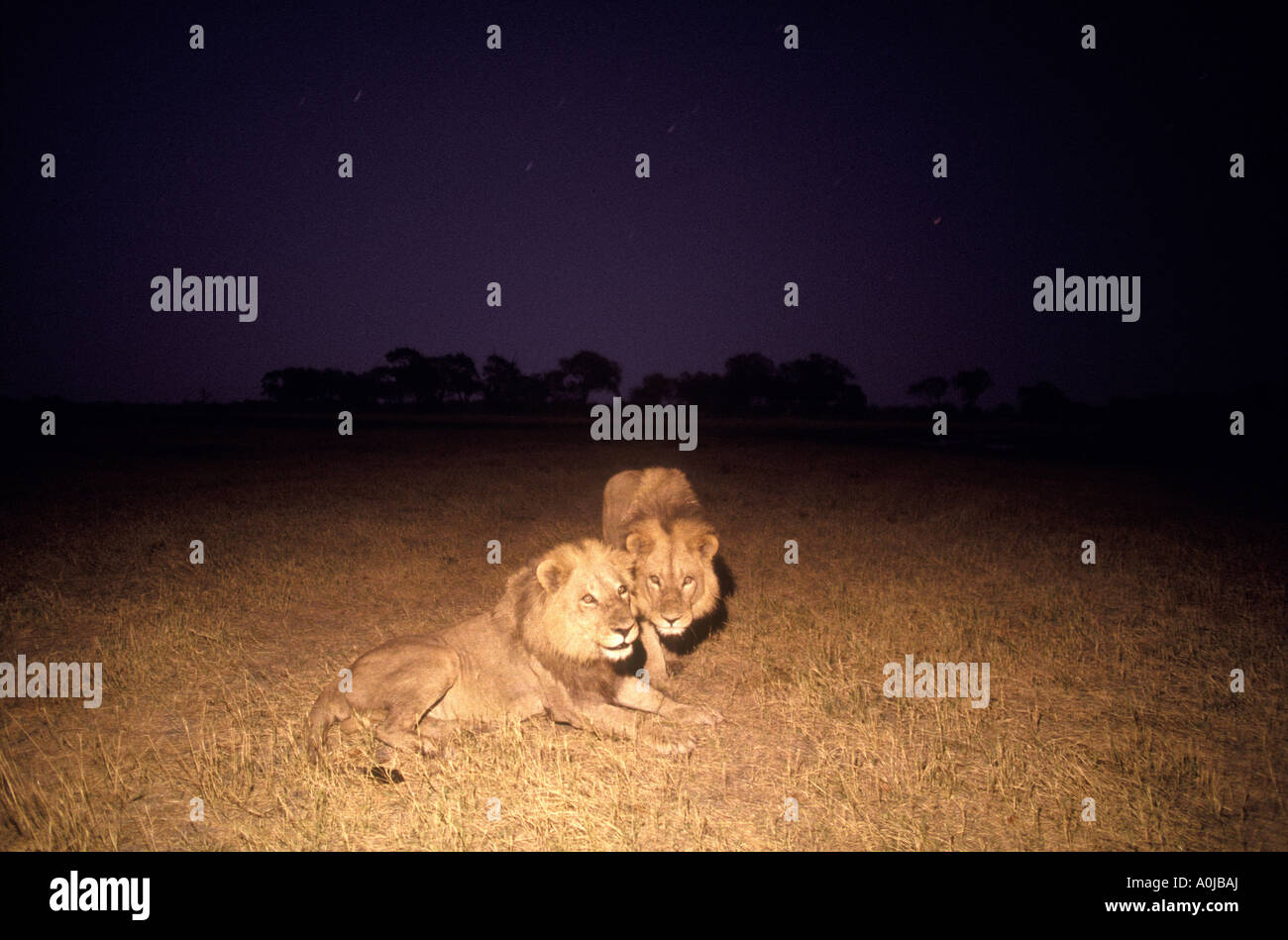 Botswana Moremi Game Reserve Two Male Lions Panthera leo rest in tall ...
