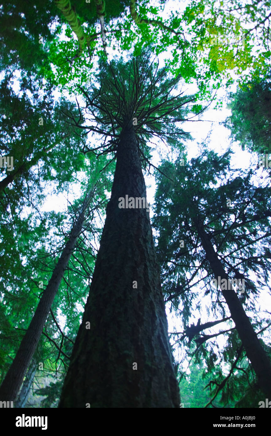 Huge fir trees hi-res stock photography and images - Alamy