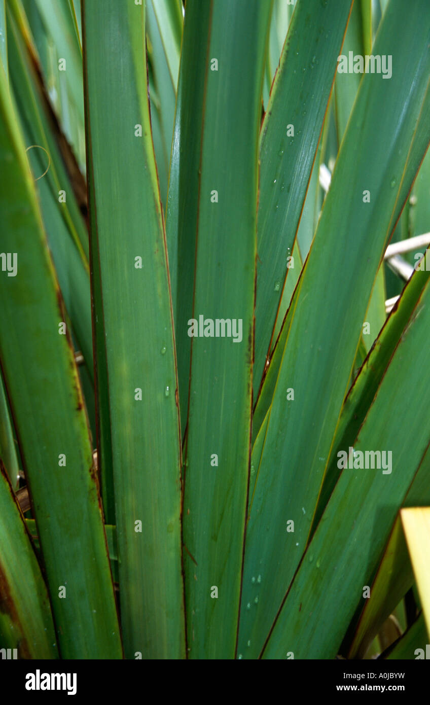 Blades of Grass Stock Photo Alamy