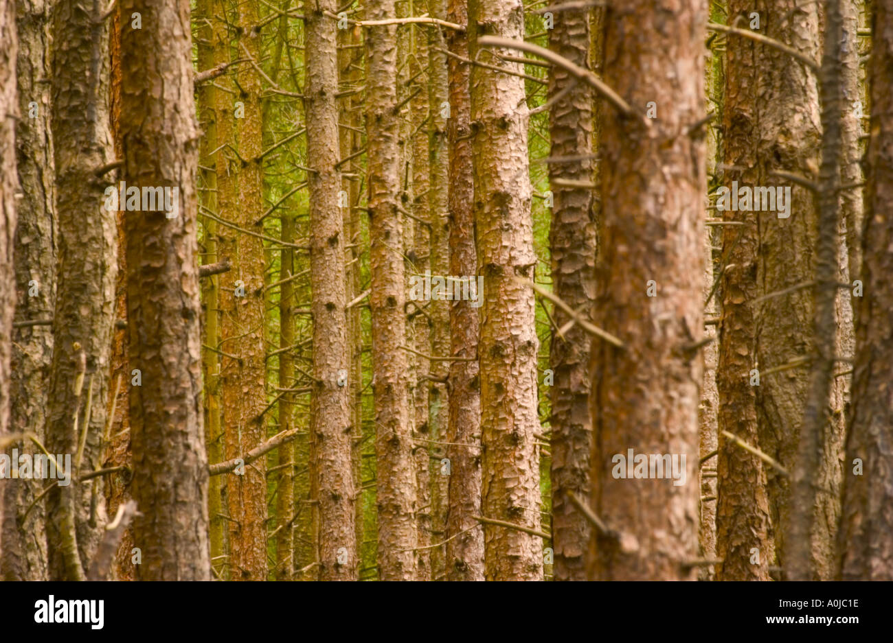 Densely planted pine forest Stock Photo