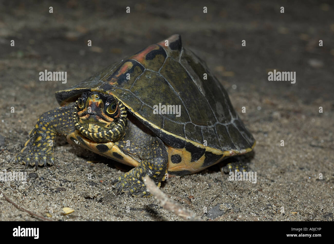 Terrapin front view. A terrapin is one of several small species of turtle living in fresh or