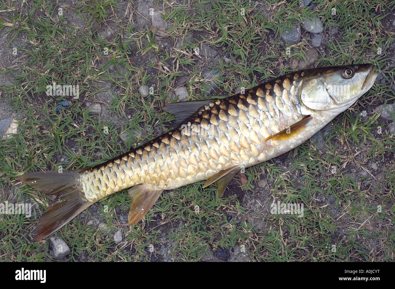 Golden mahaseer, Uttaranchal, India Stock Photo