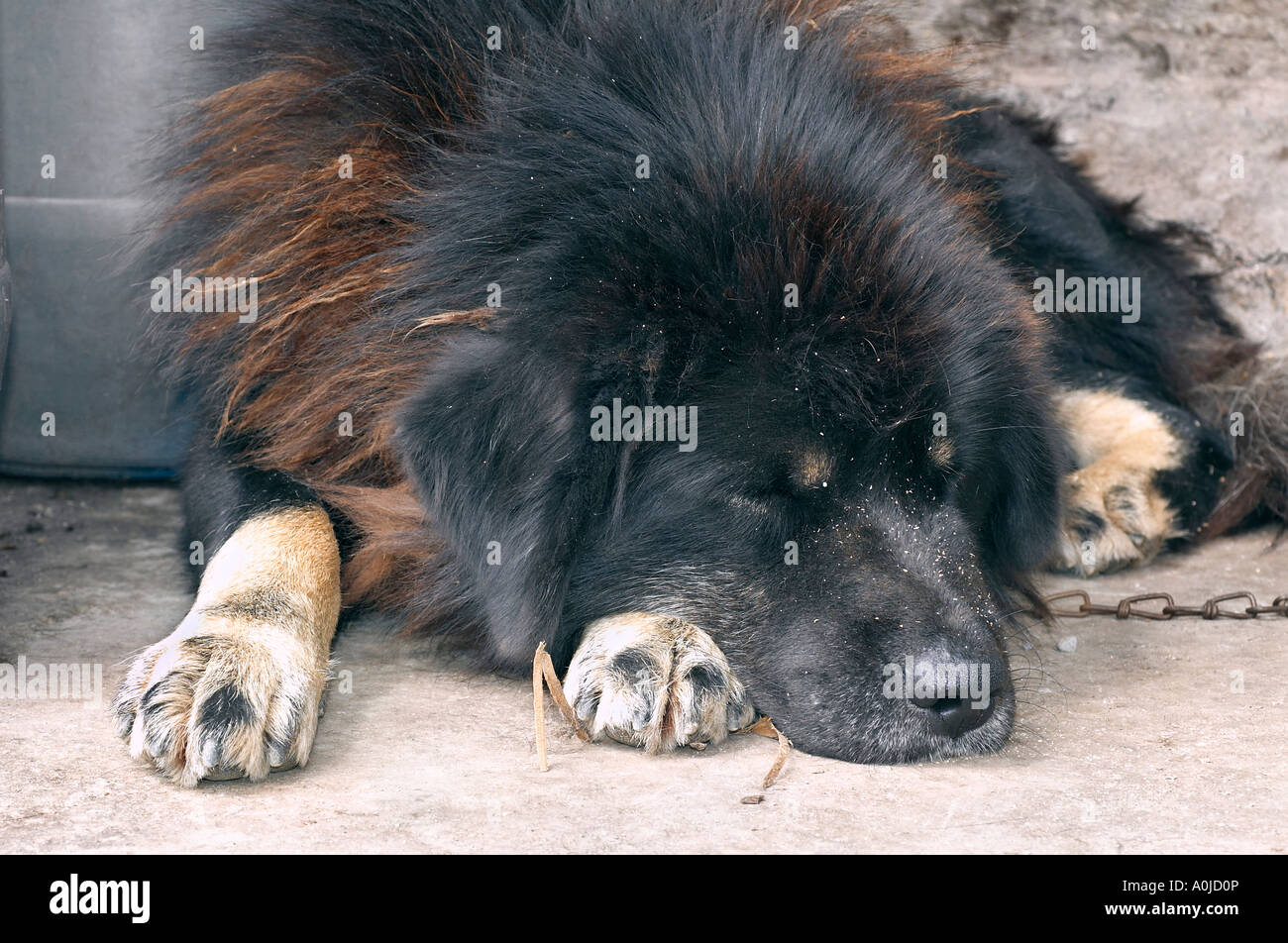 Sleeping dog, Uttaranchal, India Stock Photo
