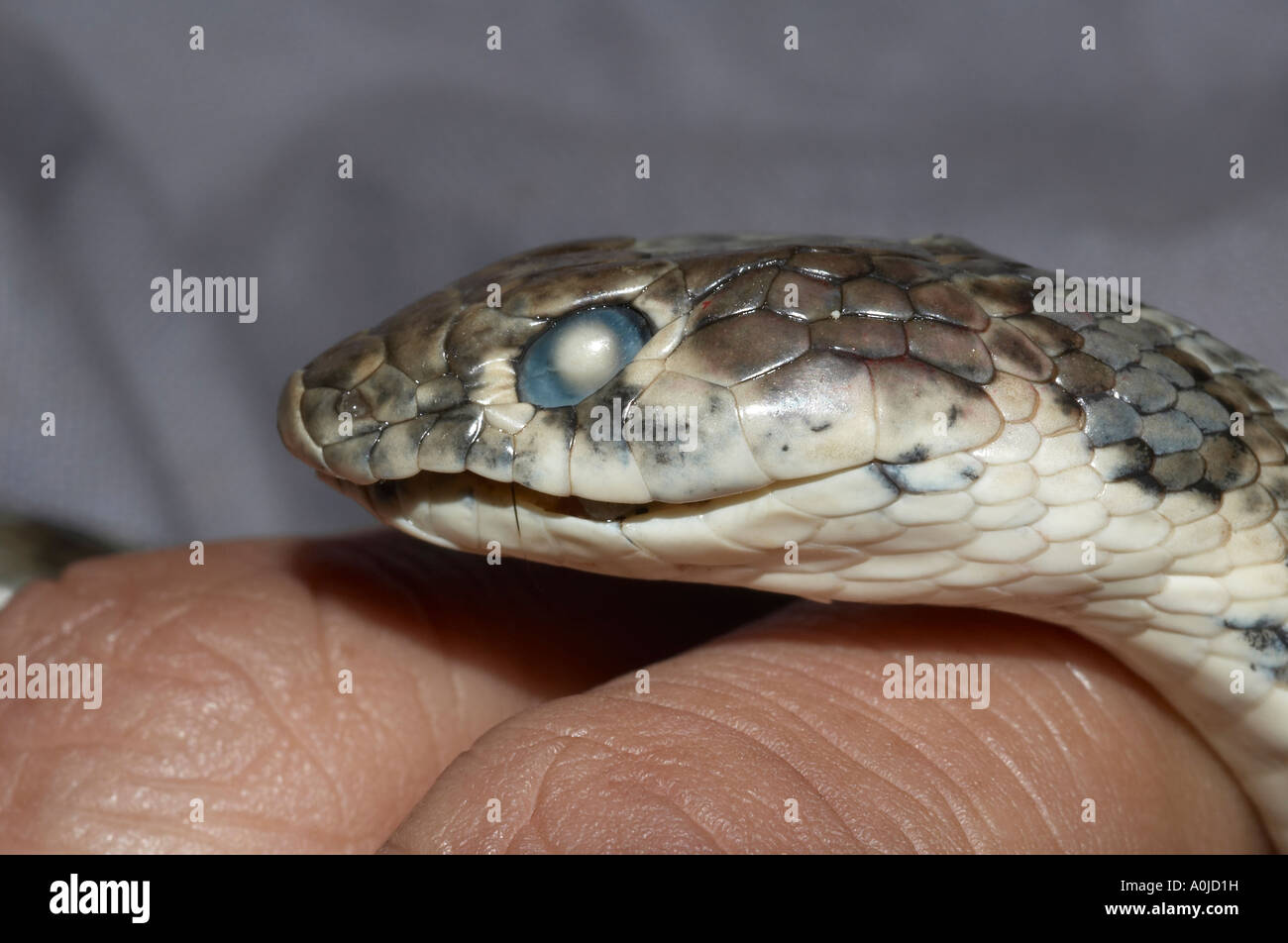 Lateral view of head of Eastern Cliff Racer Platyceps cf ladacensis, Uttaranchal, India Stock Photo