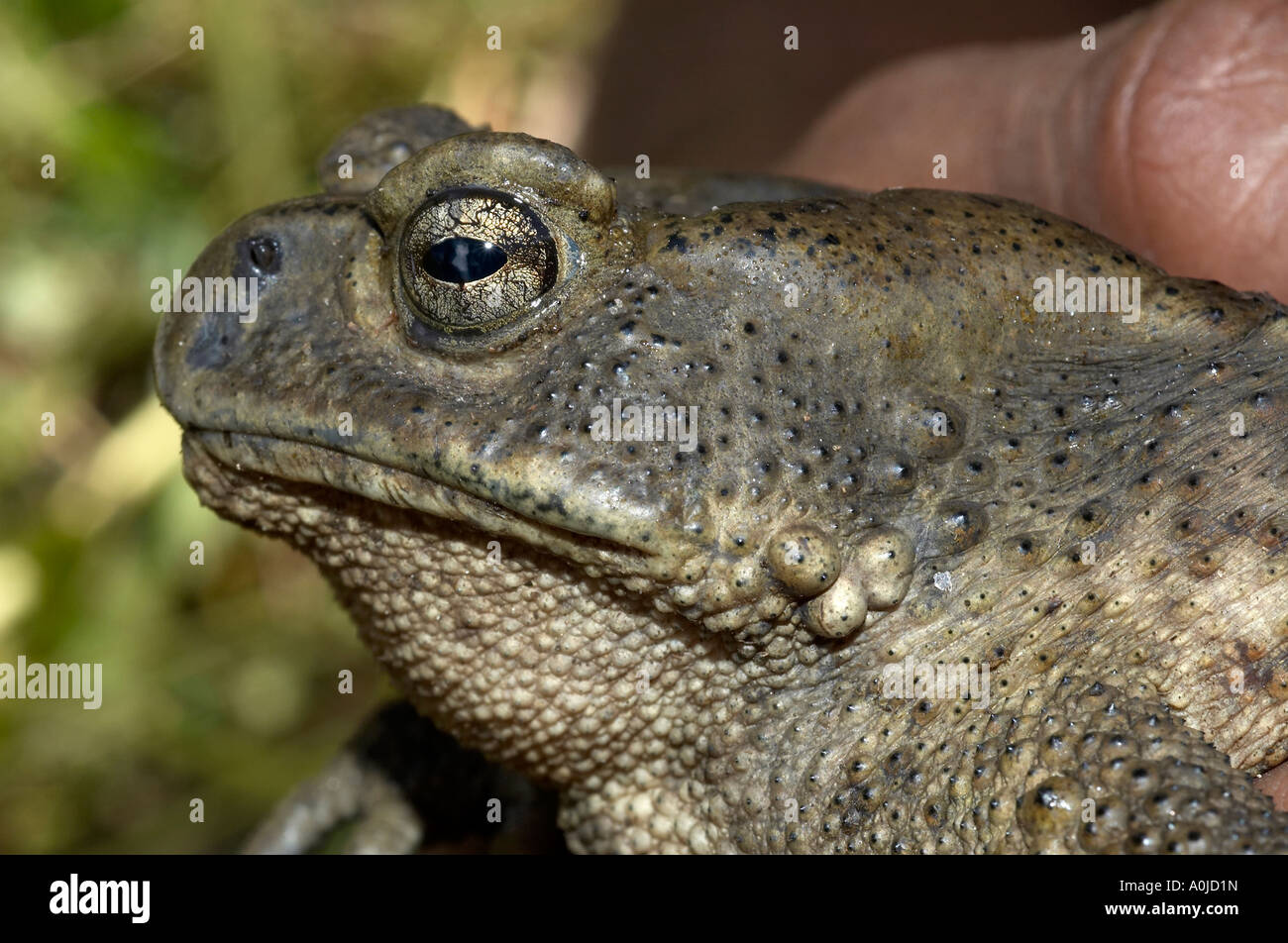 Toad - lateral view of head, Uttaranchal, India Stock Photo