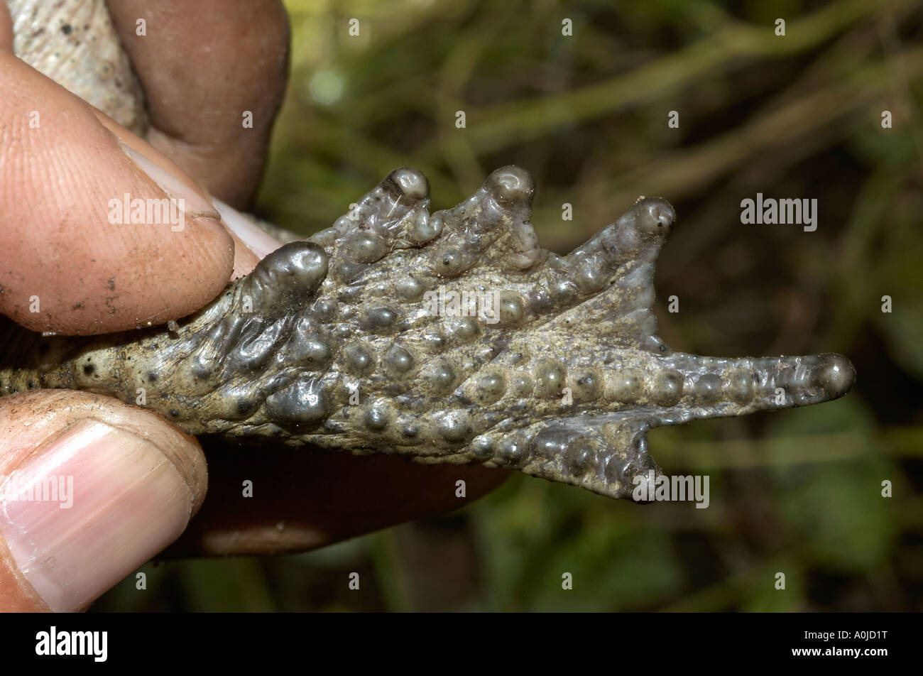 Toad - ventral view of forelimb, Uttaranchal, India Stock Photo