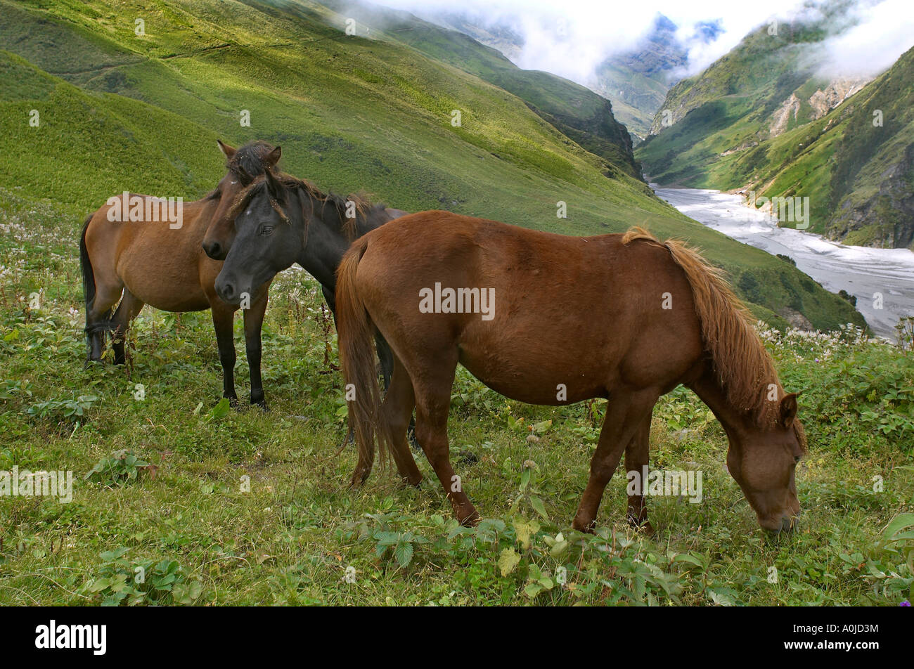 Grazing horses near Ralam village,Uttaranchal, India Stock Photo