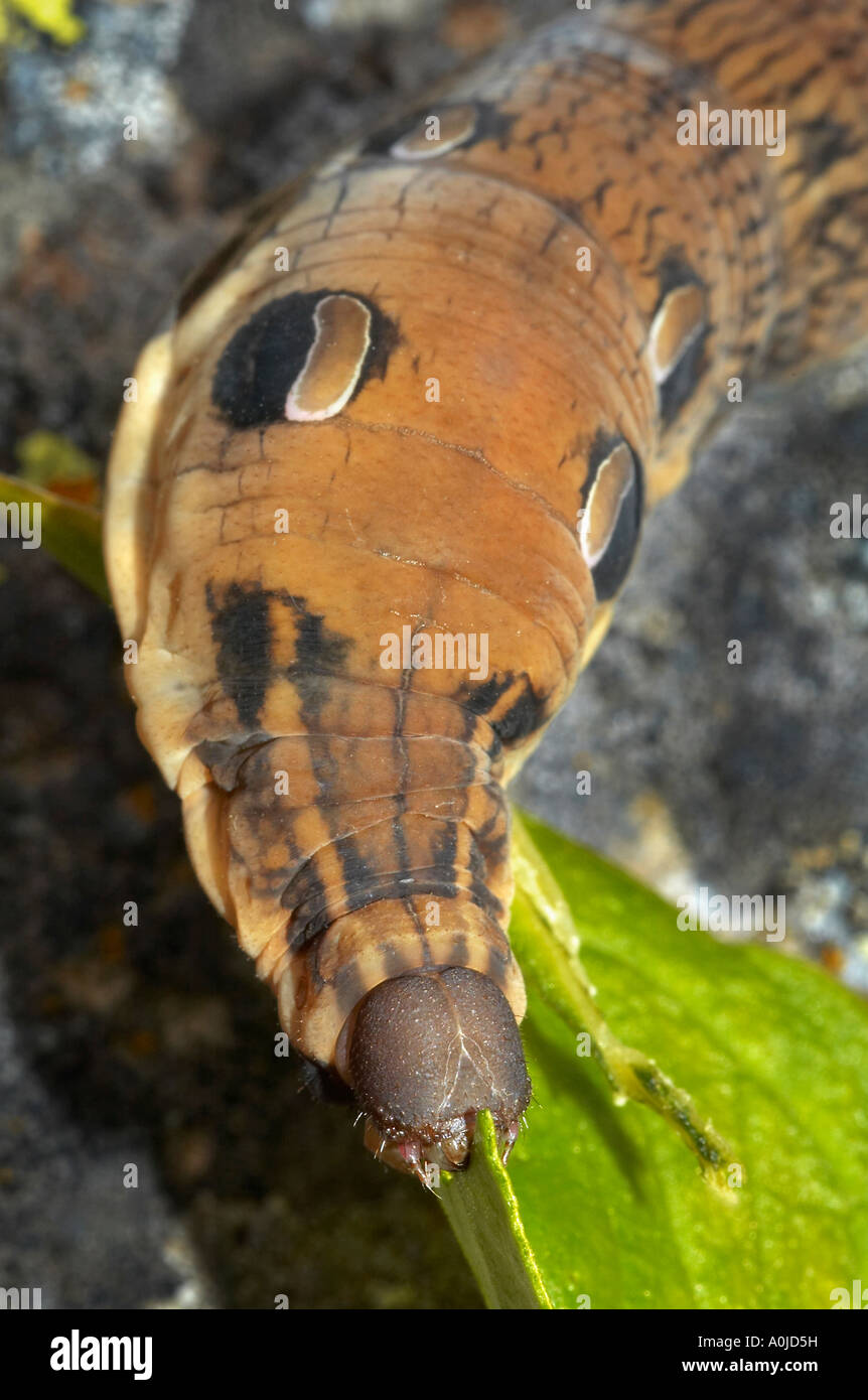 Caterpillar with eyespots Close up, Feeding on leaf, Uttaranchal, India Stock Photo