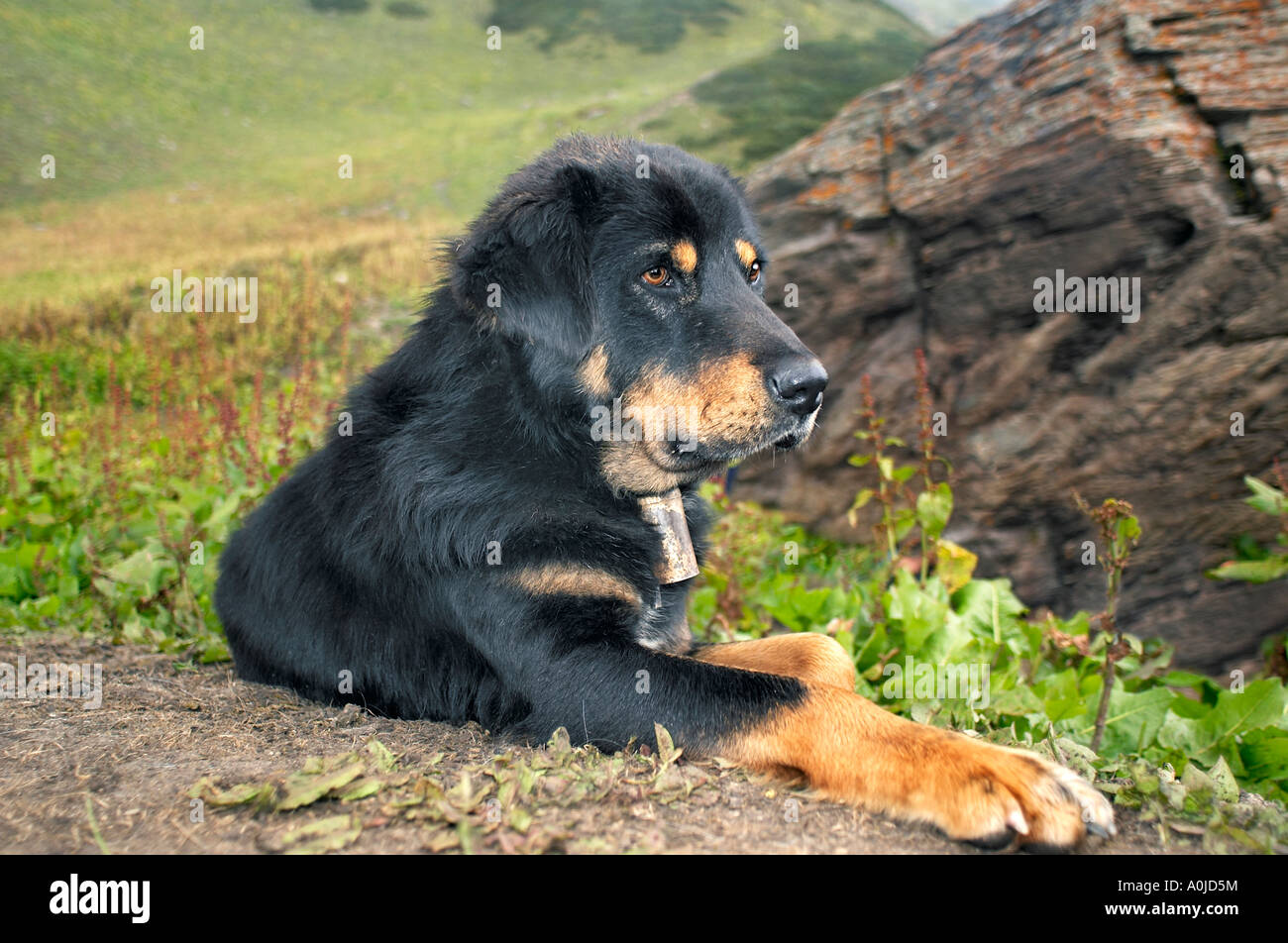 Tibetan mastiff (Sheepdog), above Ralam village, Uttaranchal, India Stock Photo