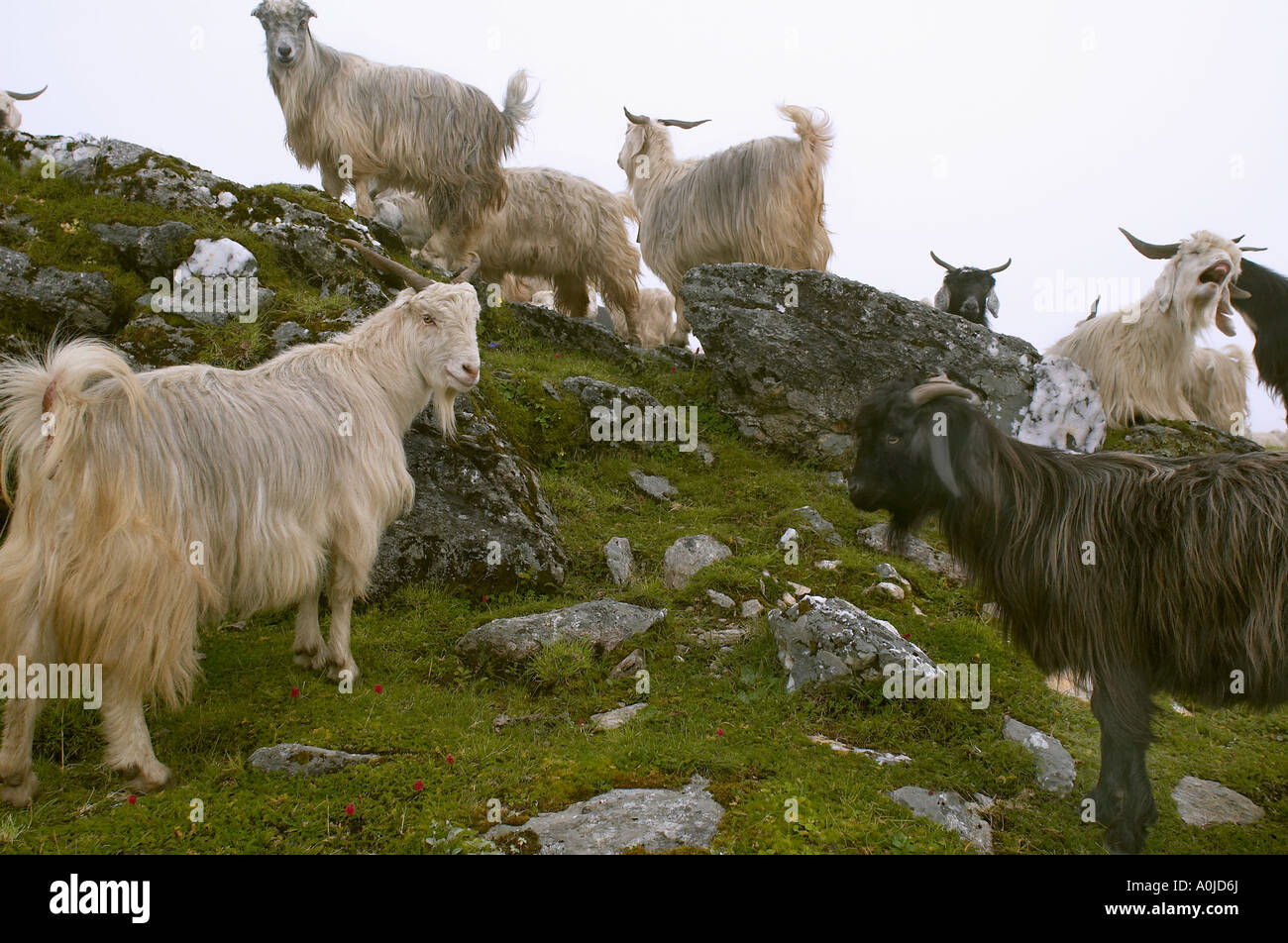 Goats in alpine meadow, Uttaranchal, India Stock Photo