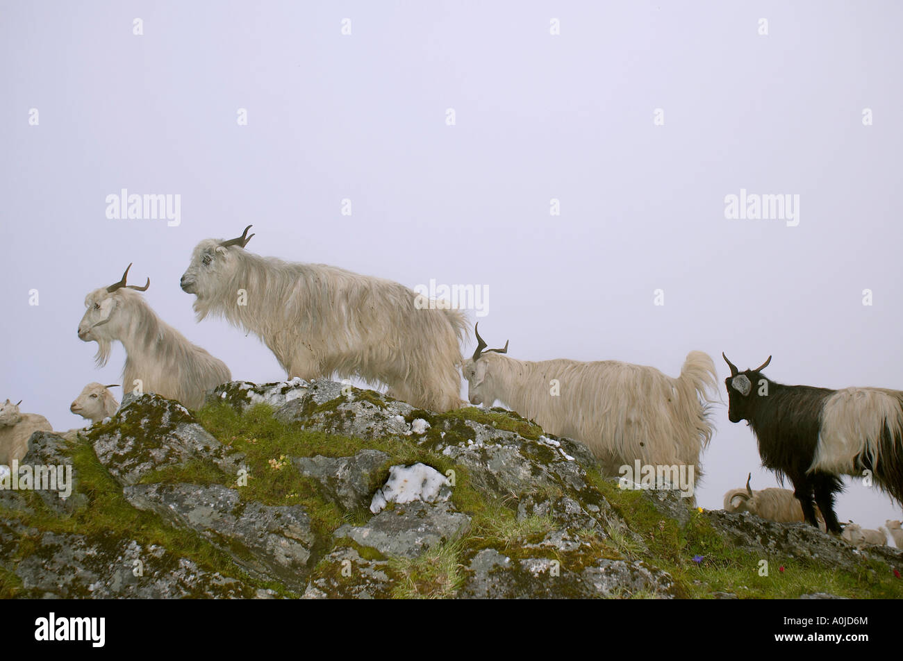 Goats in alpine meadow, Uttaranchal, India Stock Photo