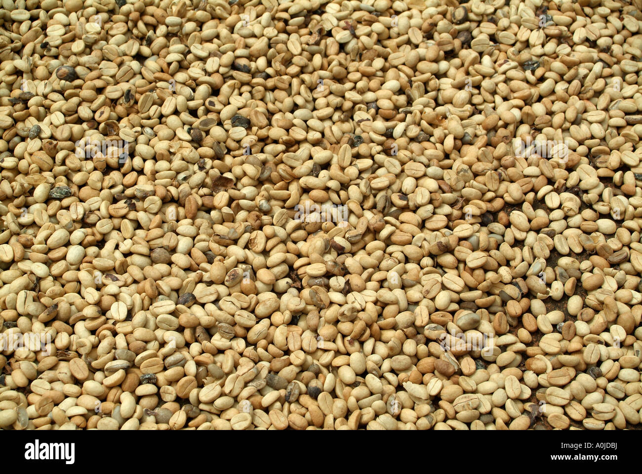 White coffee beans Stock Photo Alamy