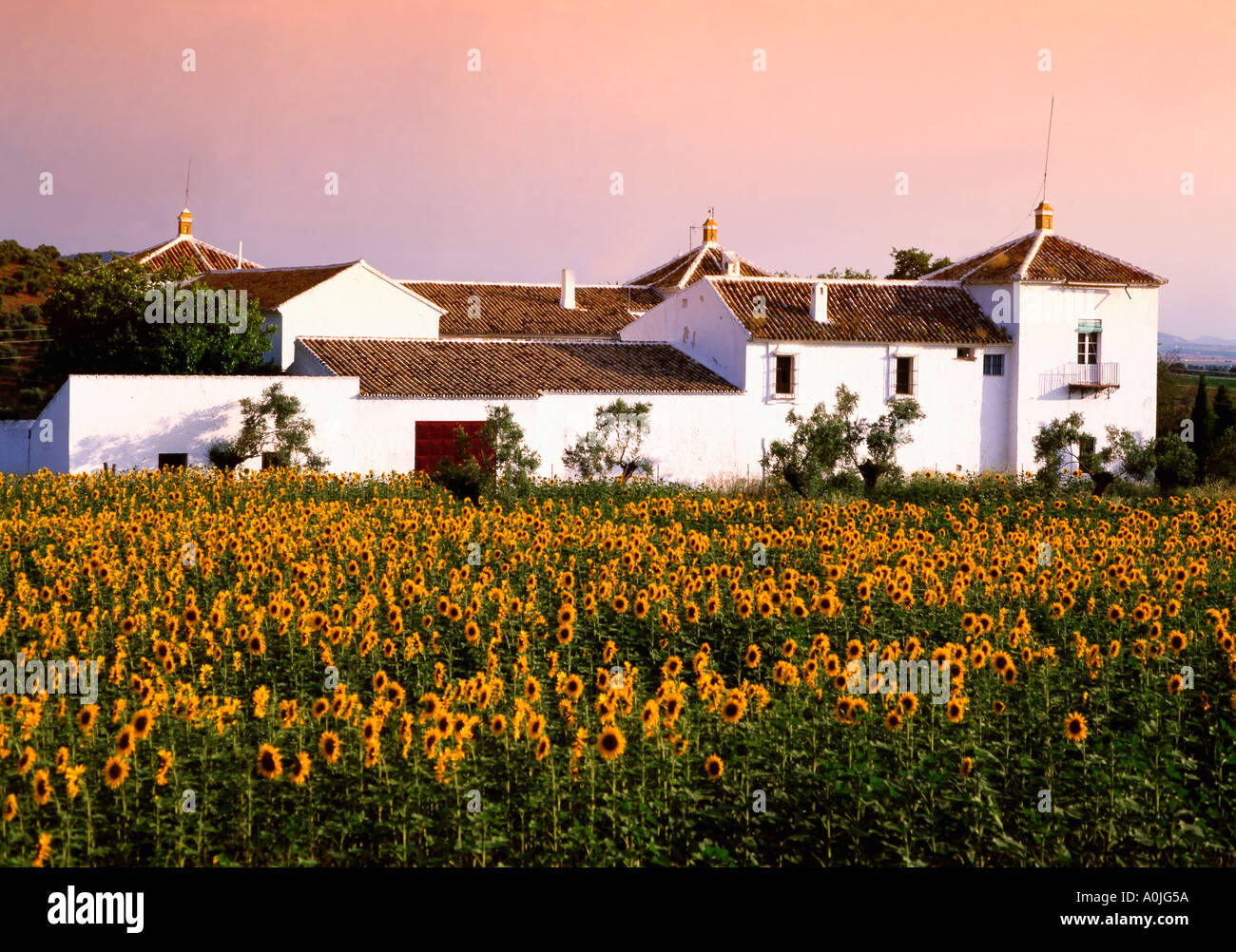Spain Andalusia Finca sunflowers Stock Photo