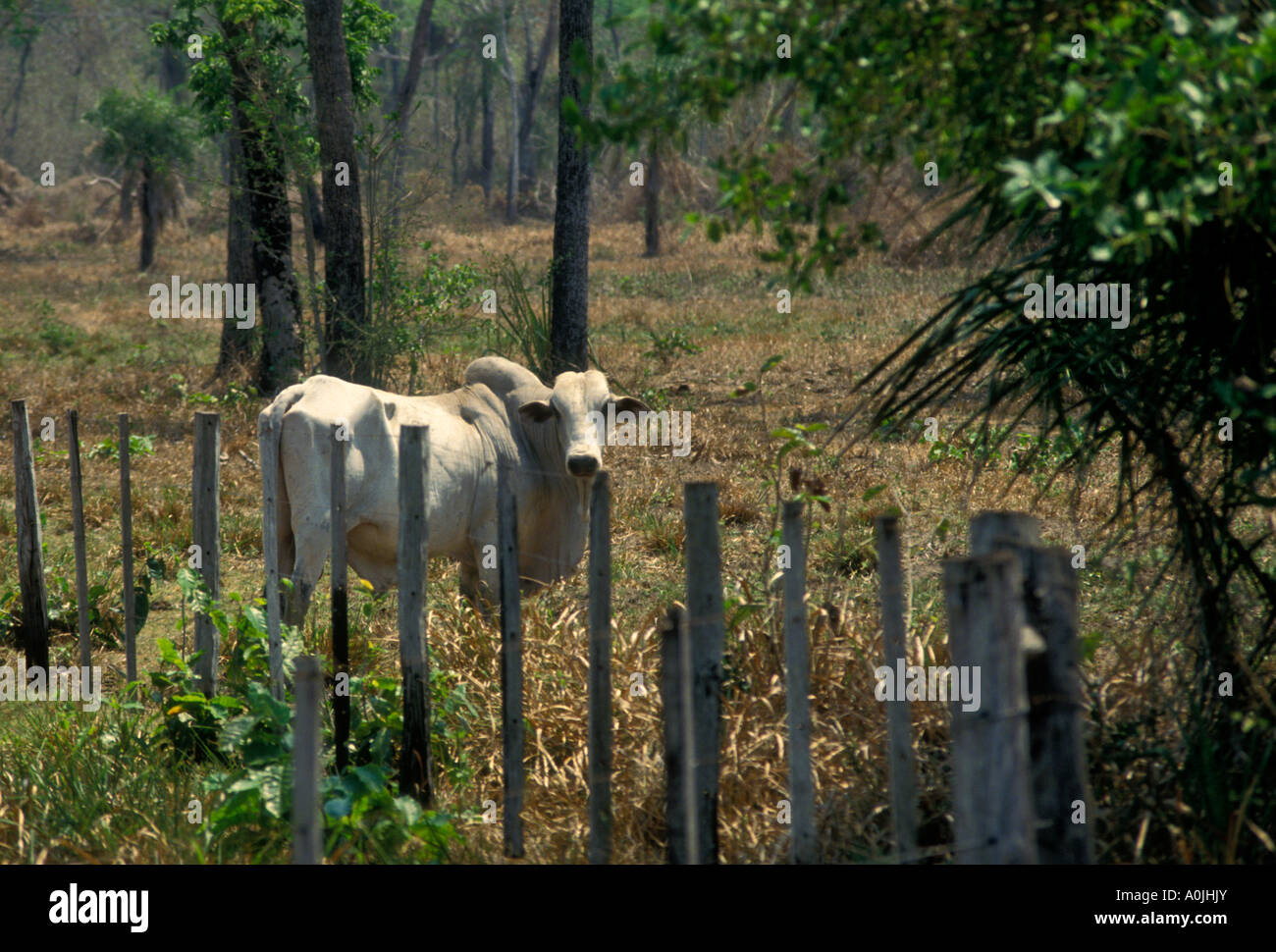 cow, cows, cattle, domestic livestock, Aquidauana River, Caiman Ecological Refuge, Pantanal, Mato Grosso do Sul State, Brazil, South America Stock Photo