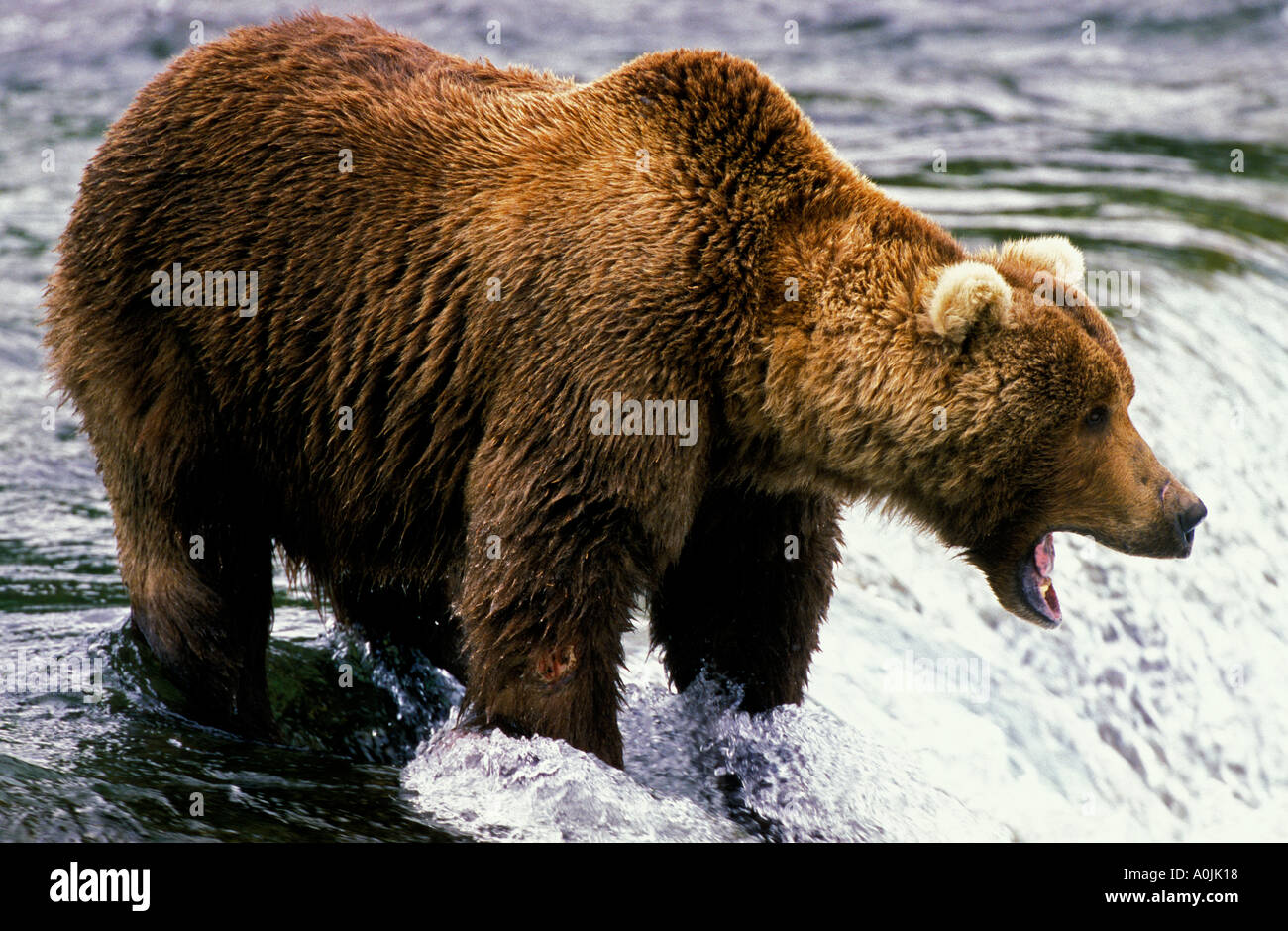 SOUTHEAST ALASKA Katmai National Park Brown Grizzly Bear Fishing for