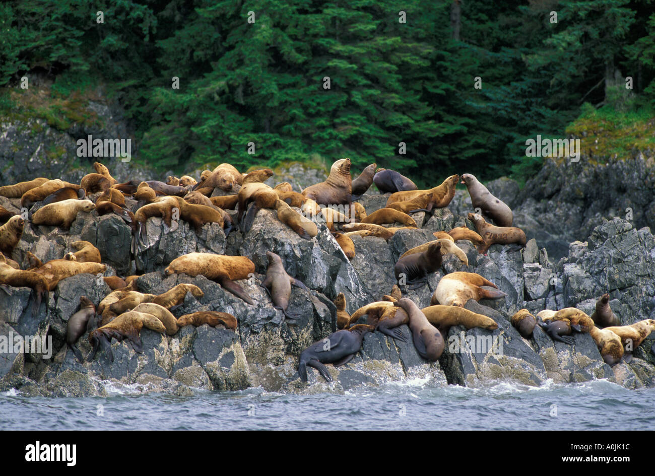 SOUTHEAST ALASKA Stellar Sea Lion Colony on Rock Out Cropping Stock Photo