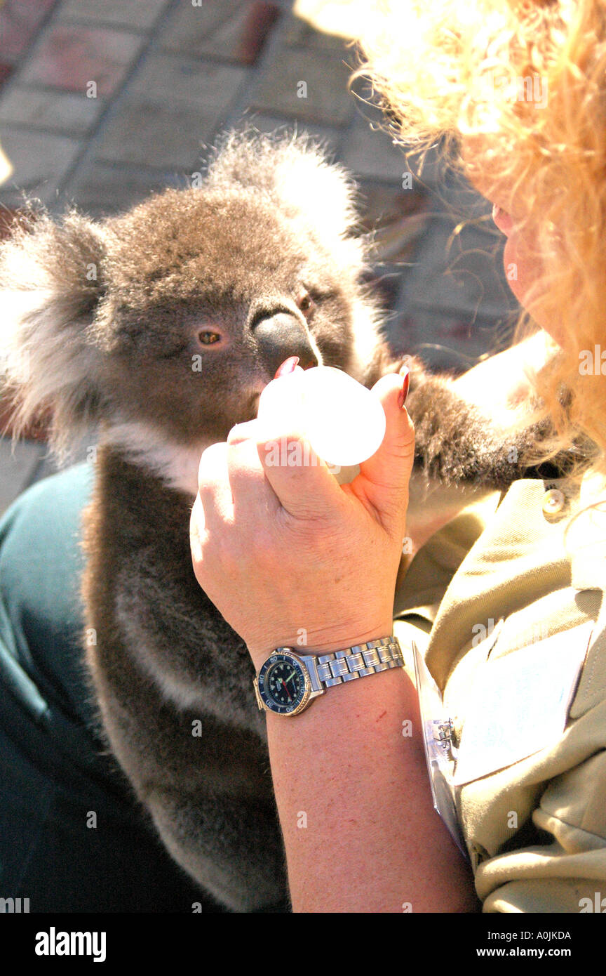 Koala feeding Stock Photo