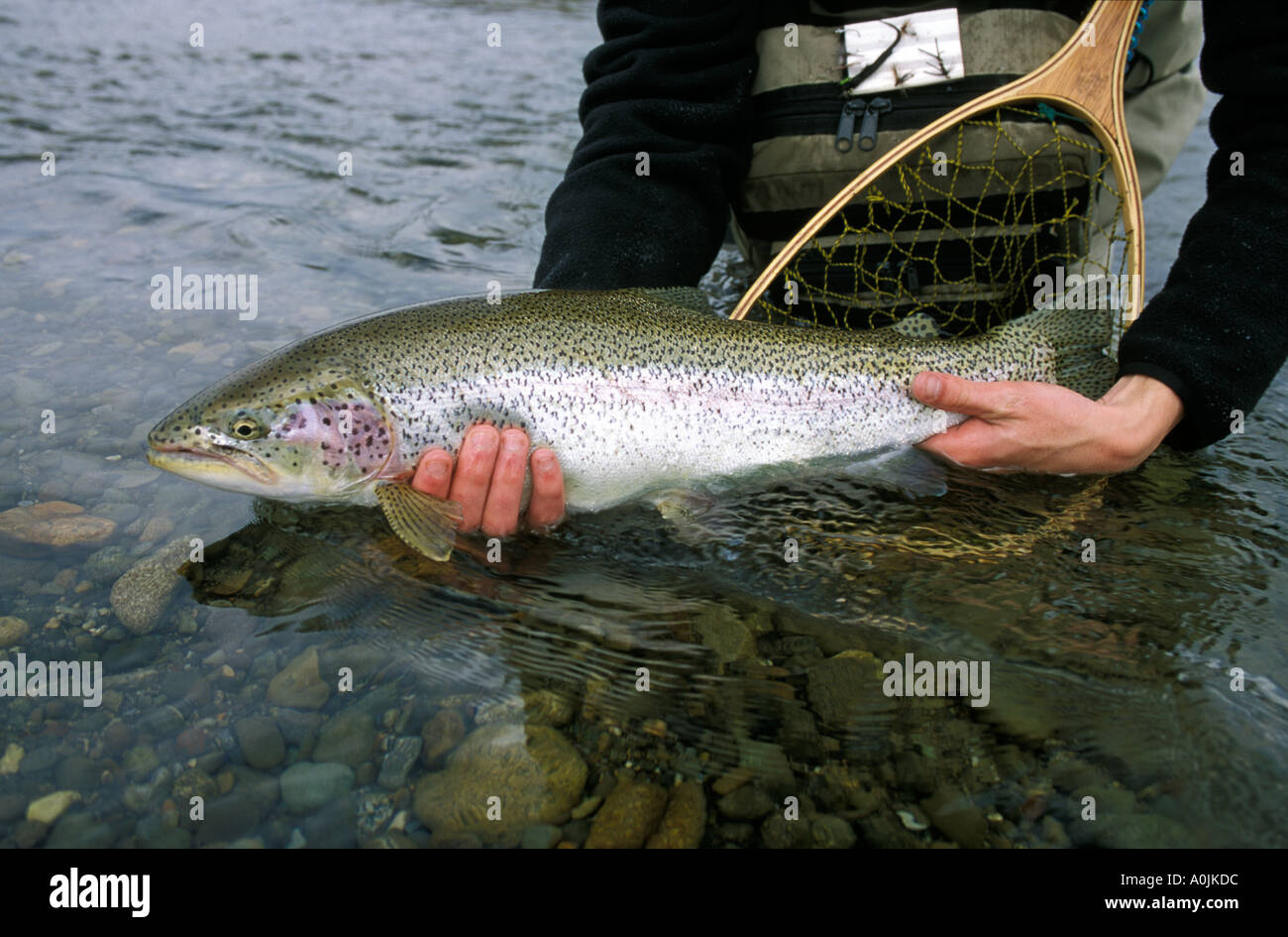 Katmai National Park,  Brooks Lodge, Fisherman Releasing Trophy Rainbow Trout in the Brooks River, Alaska Stock Photo