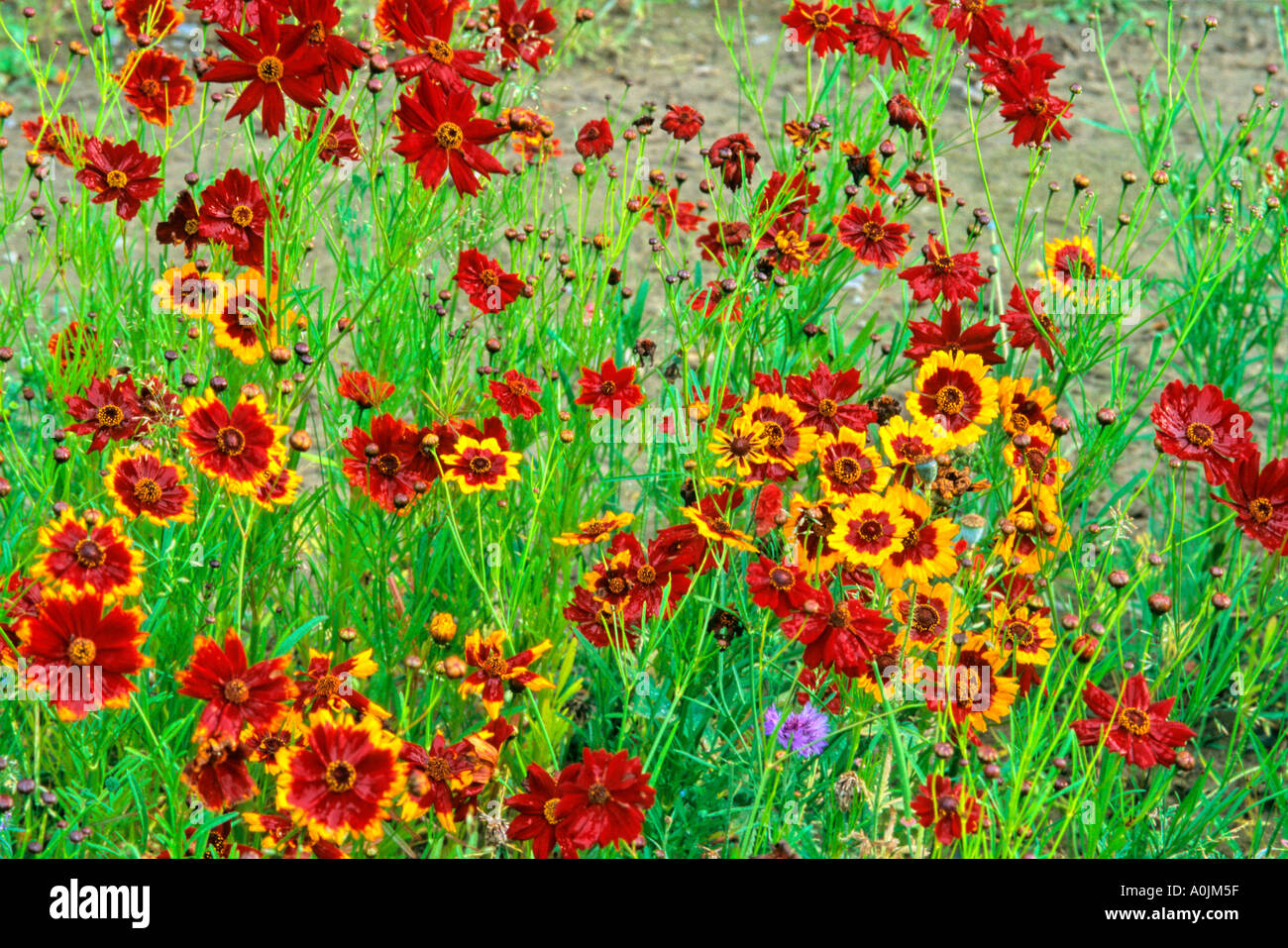 Flowers growing wild 1 Stock Photo - Alamy
