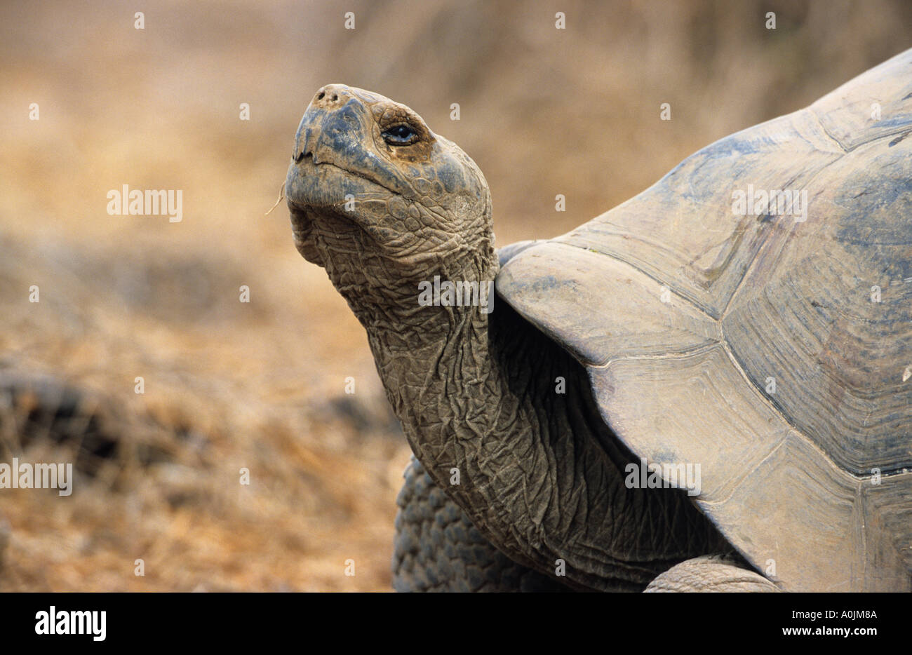 Galapagos Giant Tortoise Geochelone elephantophus Urvina Bay Isabela Stock Photo