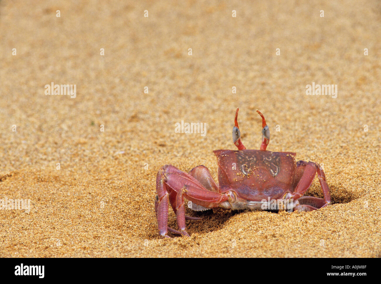 Ghost Crab Ocypode gaudichaudii Stock Photo