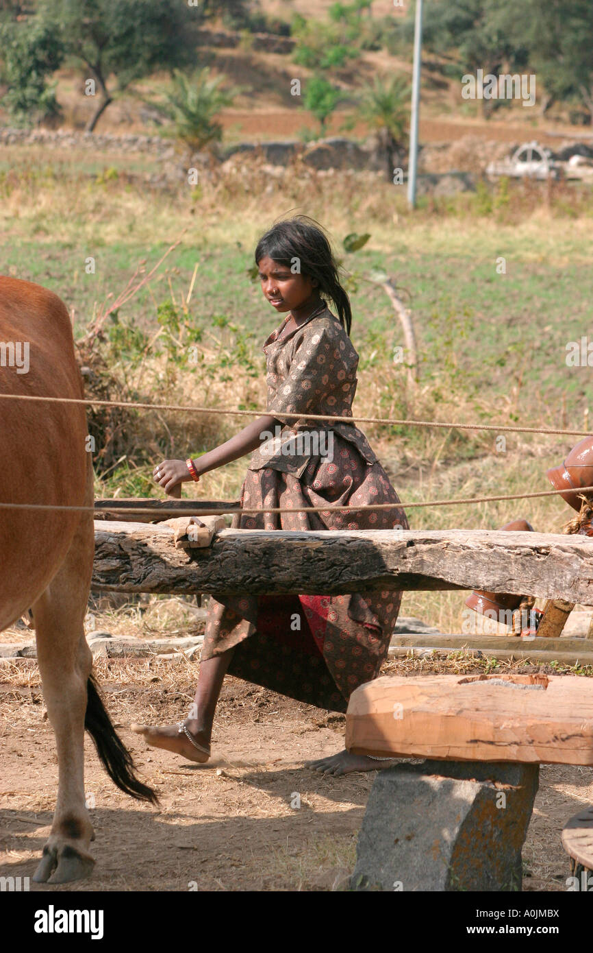 Rajasthani girl working at a Persian water wheel between Ranakpur and Udaipur, Rajasthan, India Stock Photo