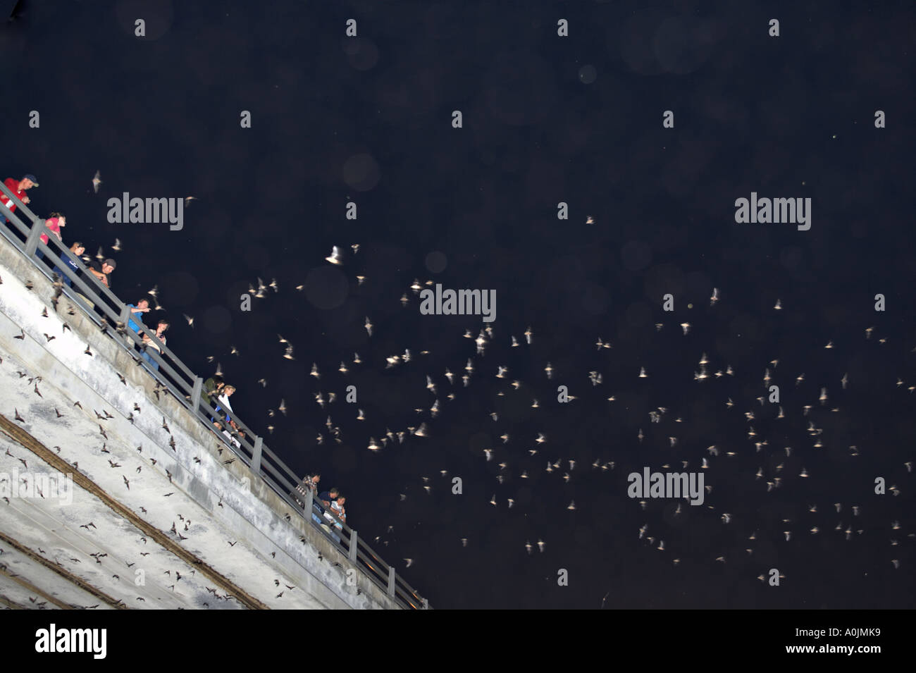 TEXAS Austin Mexican free tailed bats fly out from Congress Street