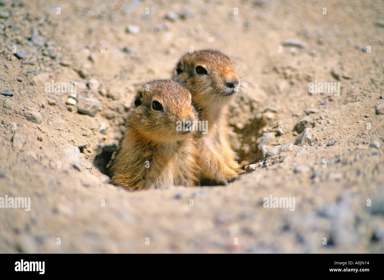 Richardson ground squirrel hi-res stock photography and images - Alamy