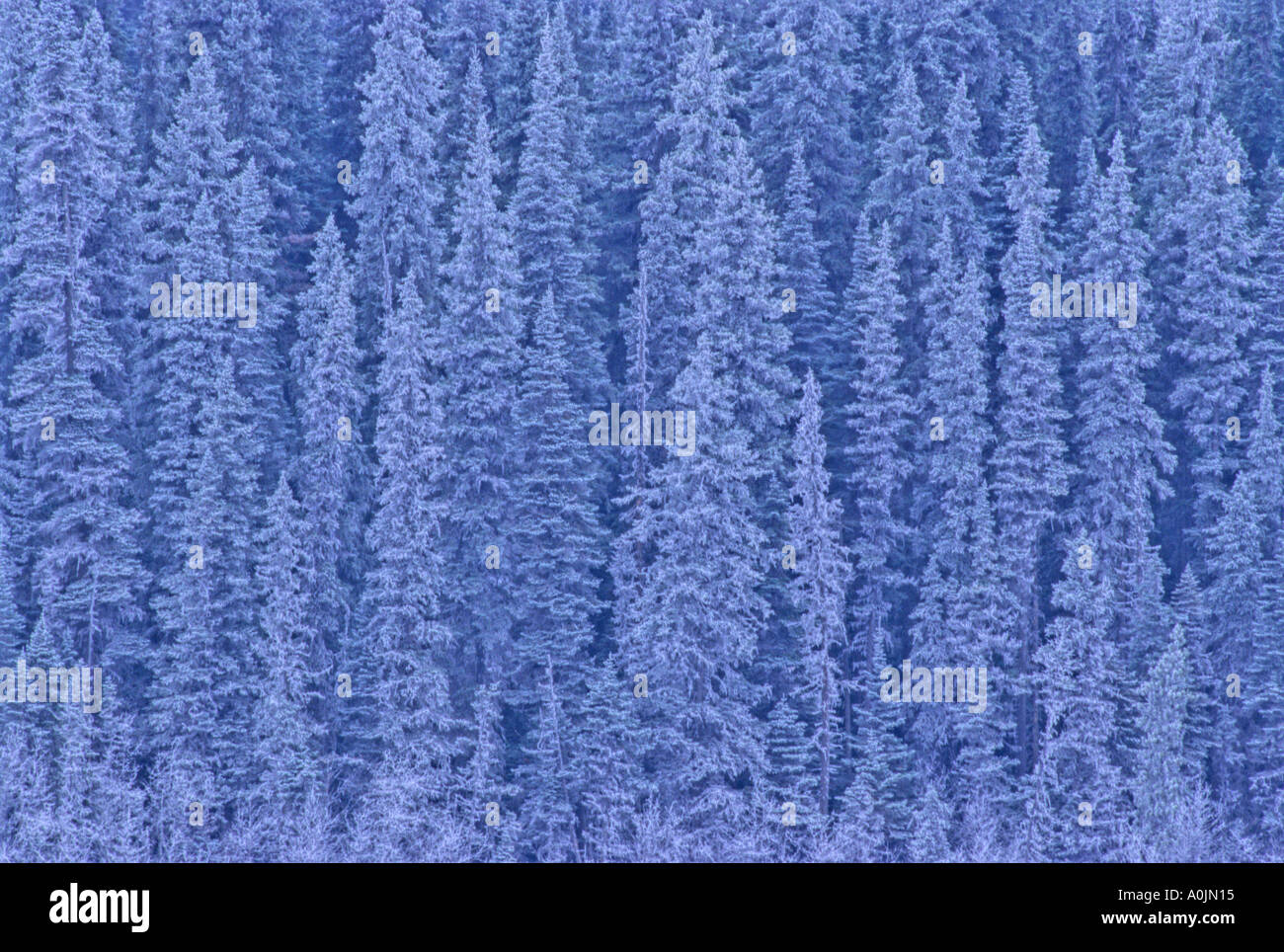 Snow covered trees 5 Stock Photo