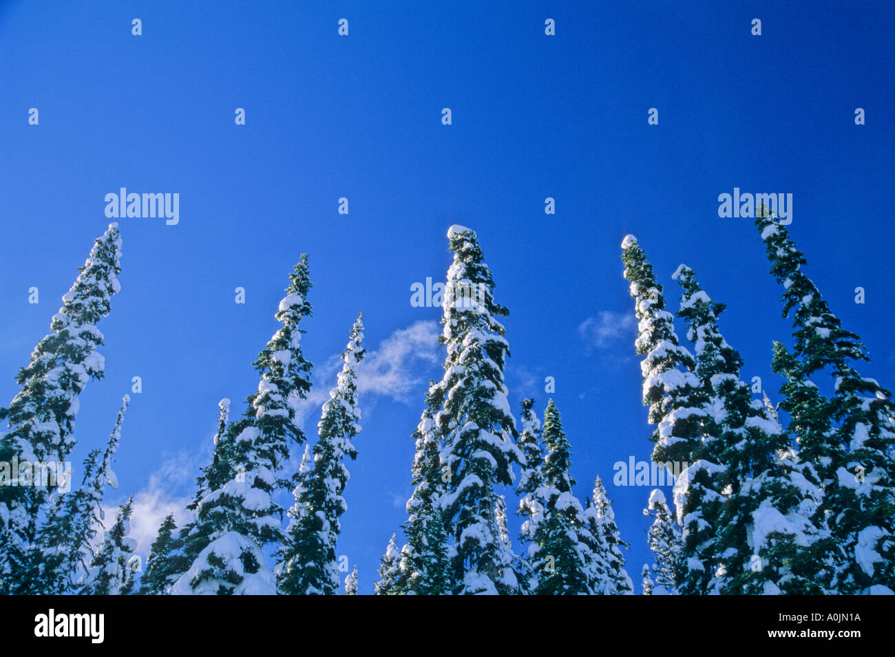 Snow covered trees blue sky Stock Photo