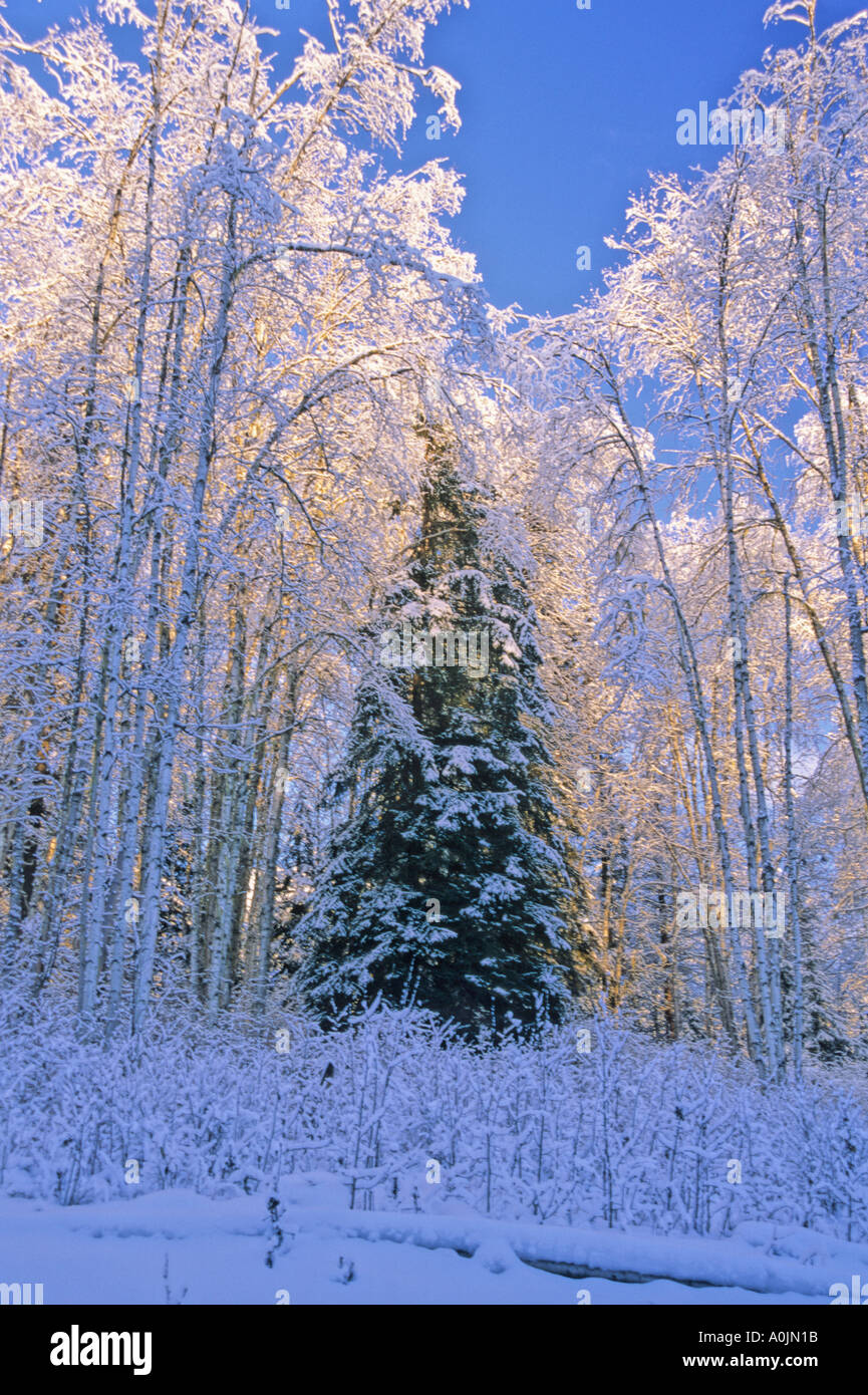 Snow covered trees Stock Photo