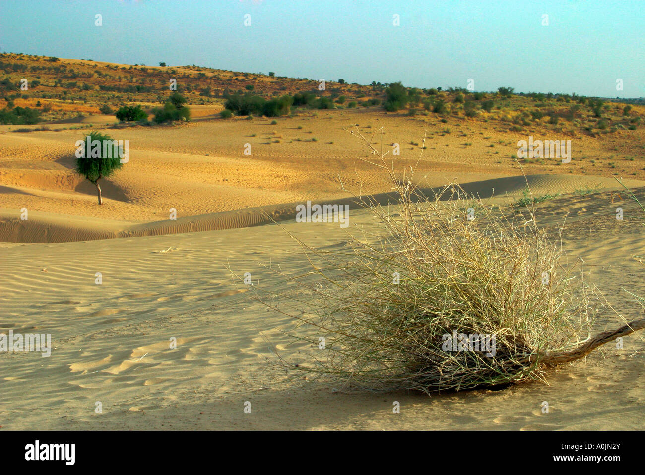 Thar desert, Rajasthan, India Stock Photo