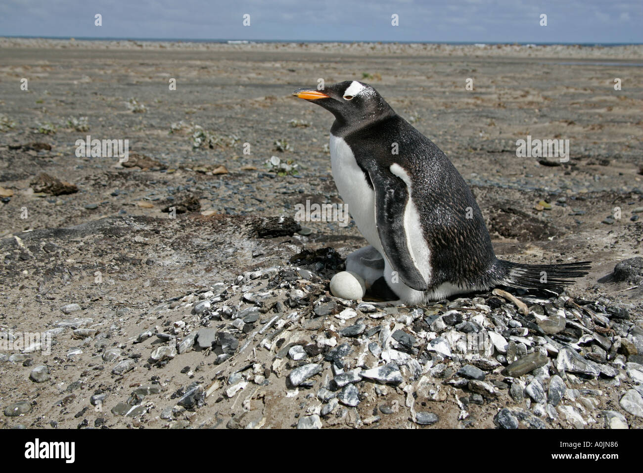 GENTOO PENGUIN Pygoscelis papua Stock Photo