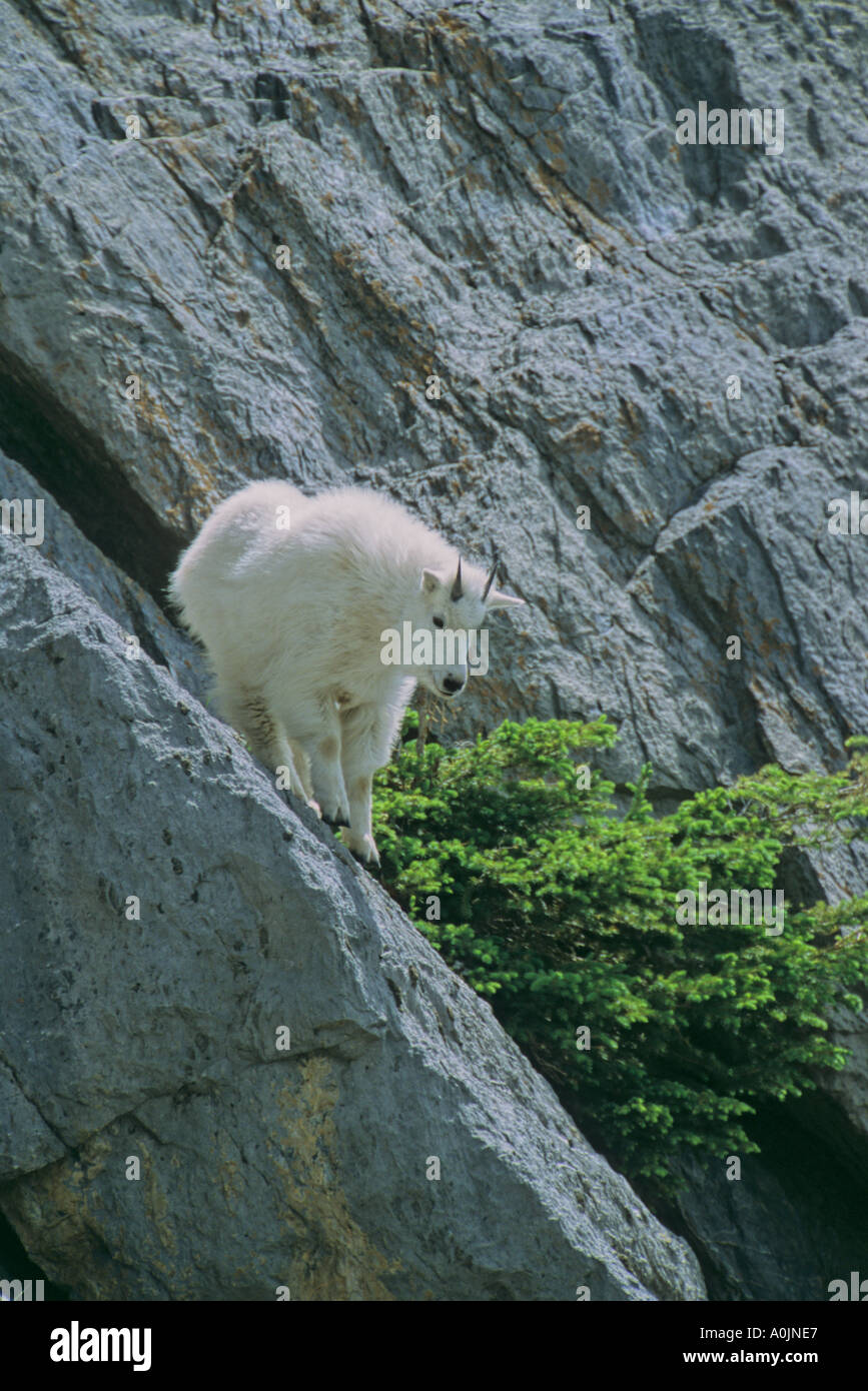 A Little Mountain Goat Stock Photo
