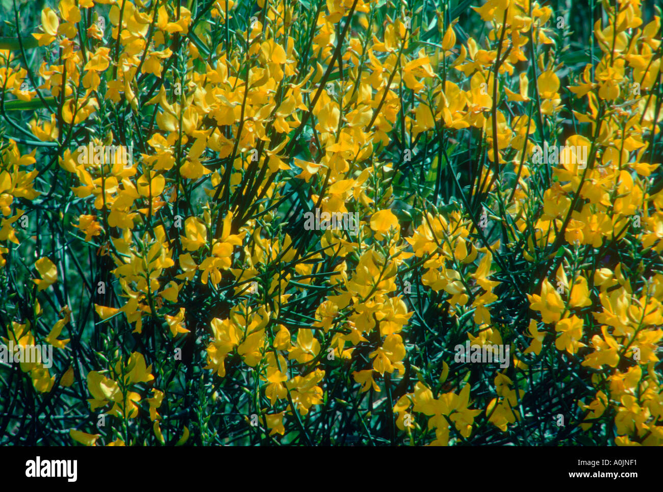 spanish broom spartium junceum