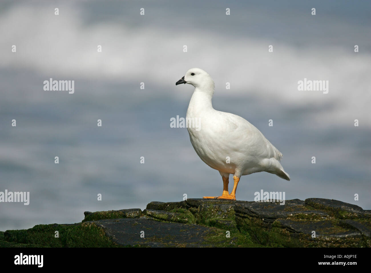 KELP GOOSE Chloephaga hybrida Stock Photo