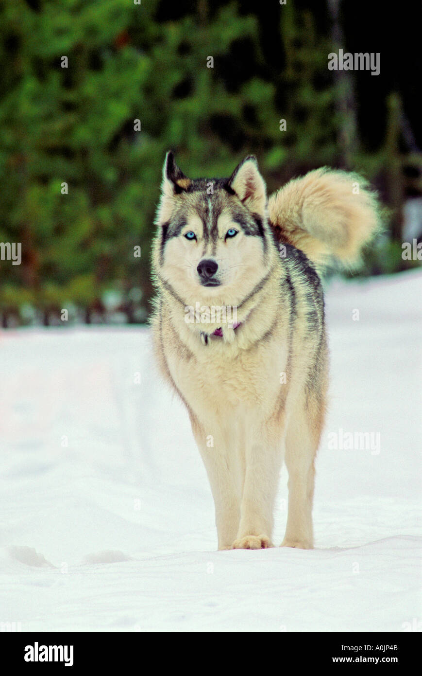 Siberian Husky dog 21 Stock Photo