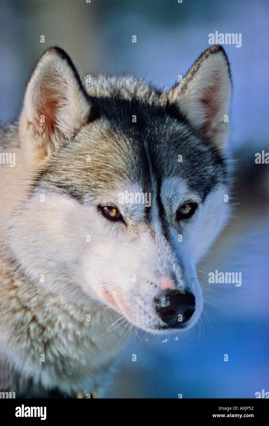 Siberian Husky dog 22 Stock Photo