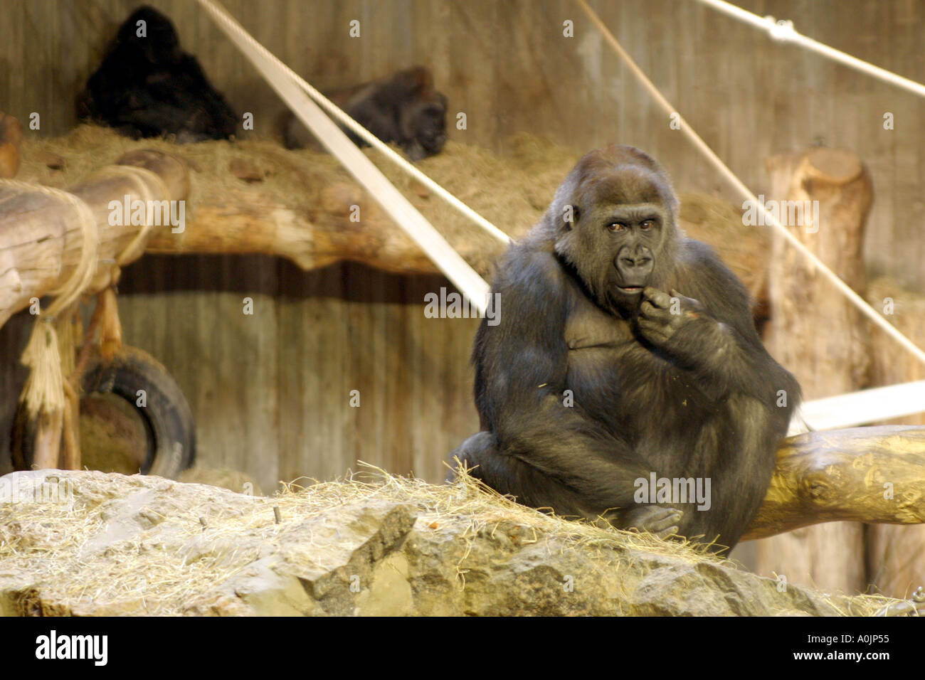 Gorilla in Kolmården zoo Sweden Stock Photo