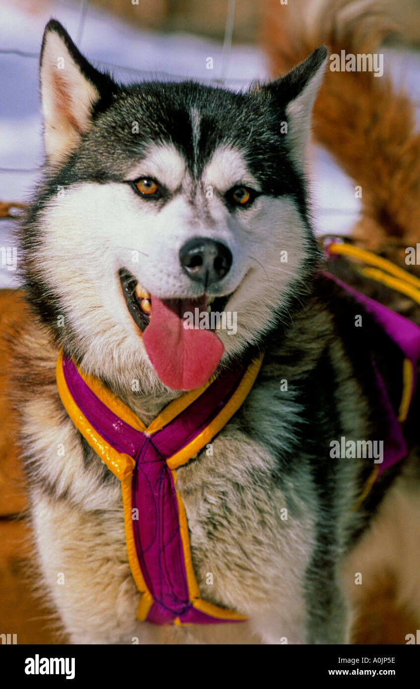 Siberian Husky dog 24 Stock Photo
