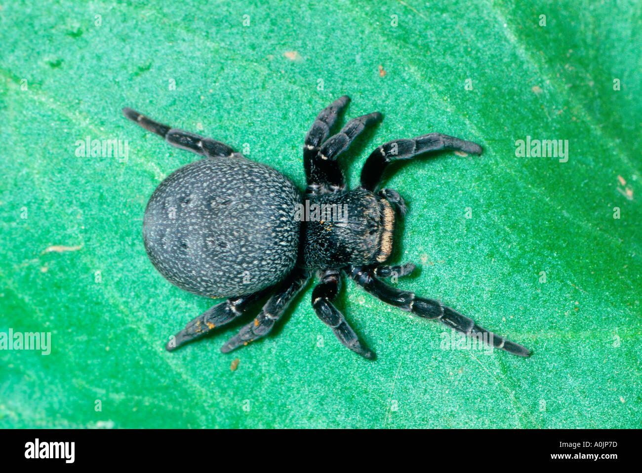 Ladybird Spider, Eresus niger. Female on leaf Stock Photo